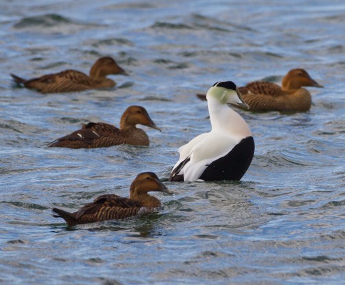 Common Eiders - one of several species of sea duck we might see.