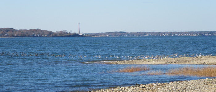 Flock of Dunlin by Jan Spence