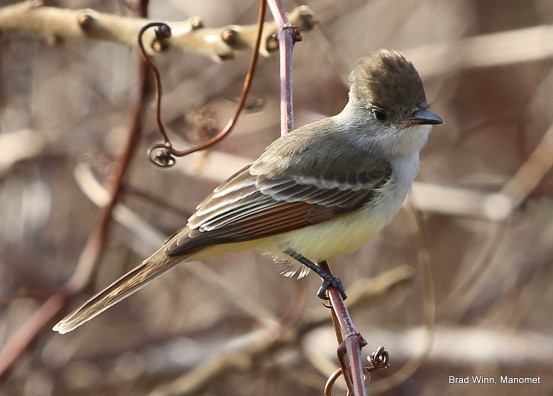 The Ash-throated Flycatcher. Photo credit: Brad Winn