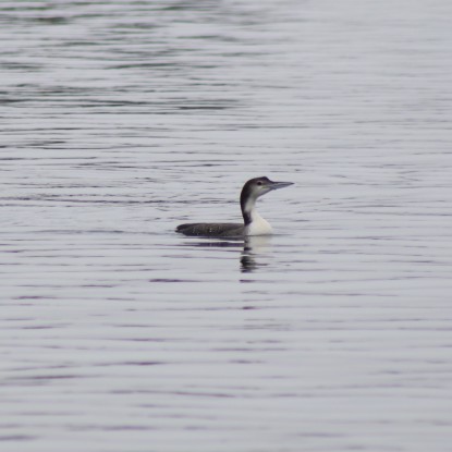 This Common Loon called with its otherworldly voice. Photo credit: Debbie Plume