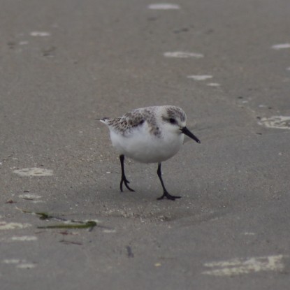 Several Sanderlings were mixed in with hundreds of Dunlin. Photo credit: Debbie Plume