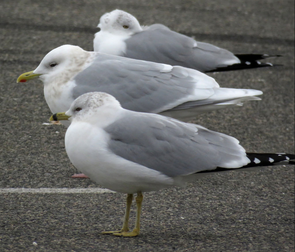 Iceland Gull by Soheil Zendeh