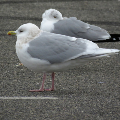 This adult Iceland Gull gave us a great view of its pink legs. Photo credit: Soheil Zendeh