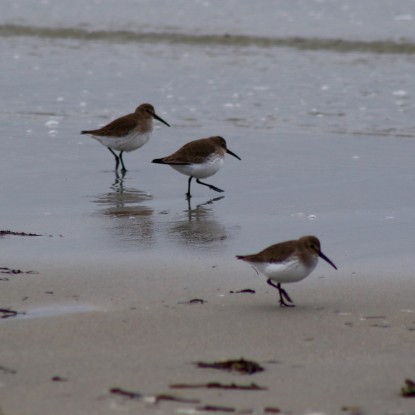 Three Dunlin. Photo credit: Debbie Plume