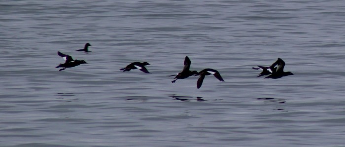 White-winged Scoters in flight by Deb Plume