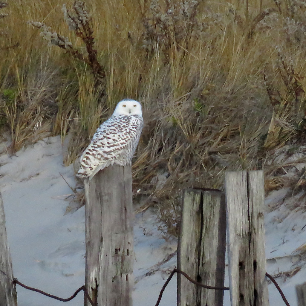 The unmistakable Snowy Owl. Photo credit: Soheil Zendeh