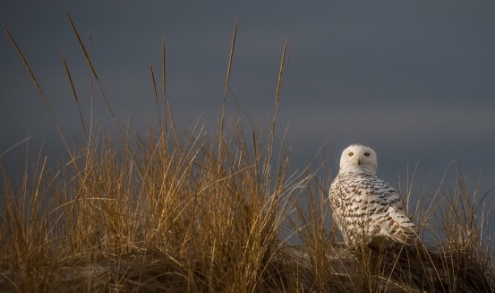 A Snowy Owl showed itself on the last day of 2015. Photo credit: Ian Davies