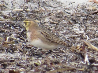 Often Horned Larks, like this one, will travel with flocks of Snow Buntings. Photo Credit: Lisa Meeks