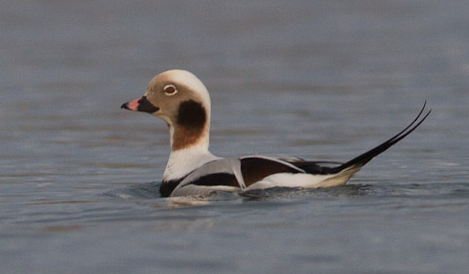 A handsome male Long-tailed Duck. 