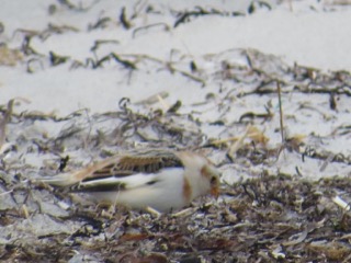 A Snow Bunting seeking food. Photo credit: Lisa Meeks.