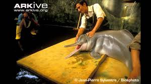 Bajii or Yangtze River Dolphin