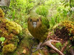 The kakapo, a flightless parrot. Photo credit: kidscissorhybrid.com