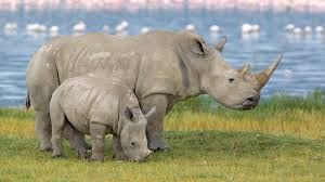 Northern White Rhinocerous