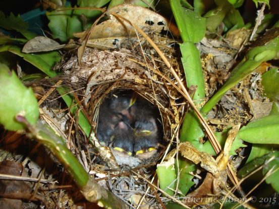 chicks in nest