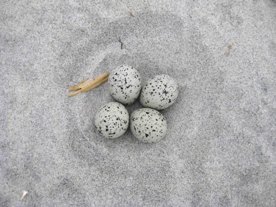 PiPl nest on Plymouth Beach by Scott Hecker