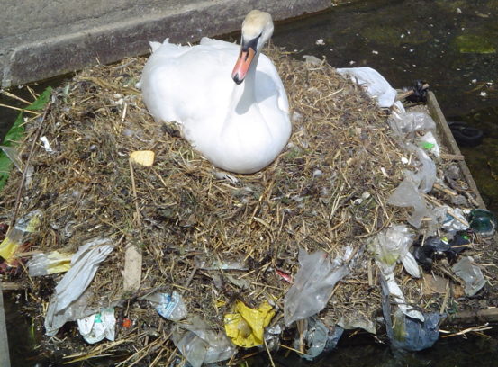 This swan nest is full of litter. 