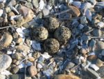 SH killdeer nest