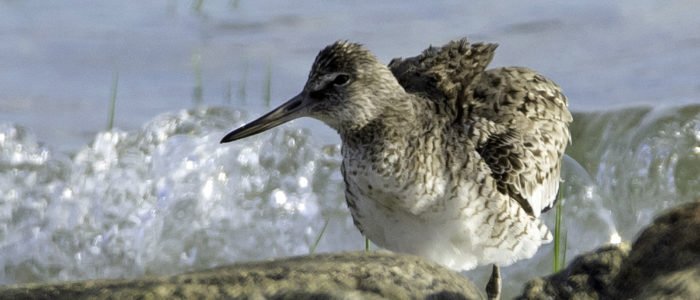 Photos & Lists from our Early June Birding Trips on Long Beach