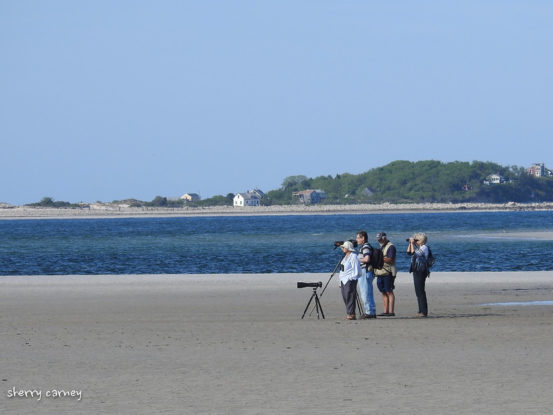 Birders on beach