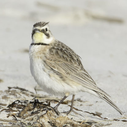 Horned Lark