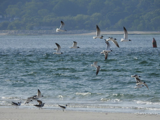 Laughing Gulls flying