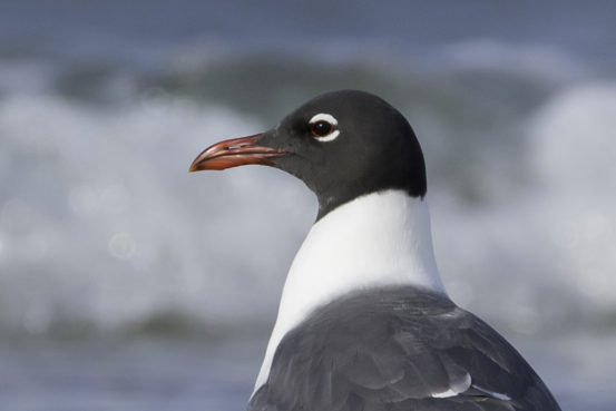 Laughing Gull