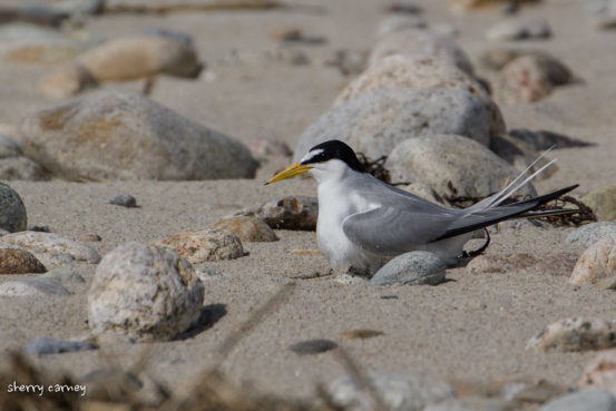 Least Tern on nest