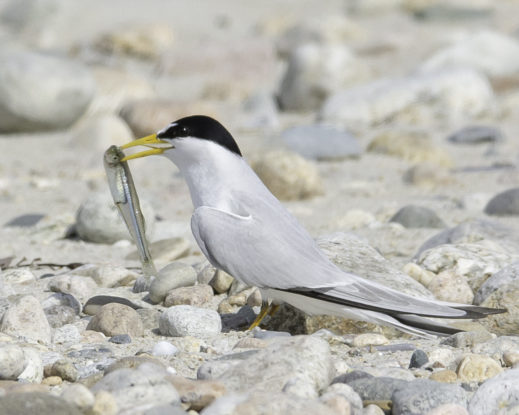 Least Tern with fish