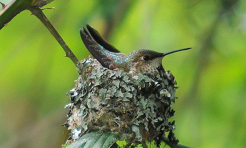 nesting rufous hummingbird by Brendon Lally