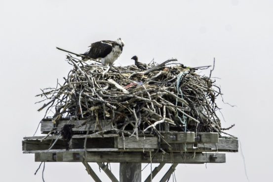 Osprey adult and chick