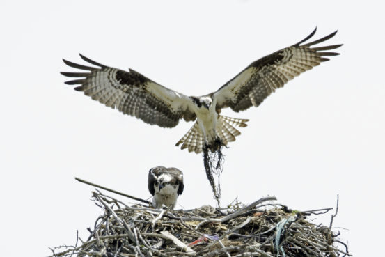 Osprey adding nesting material