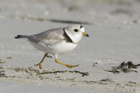 Piping Plover by Stan Deutsch