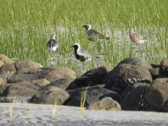 Red Knots and Black-bellied Plovers