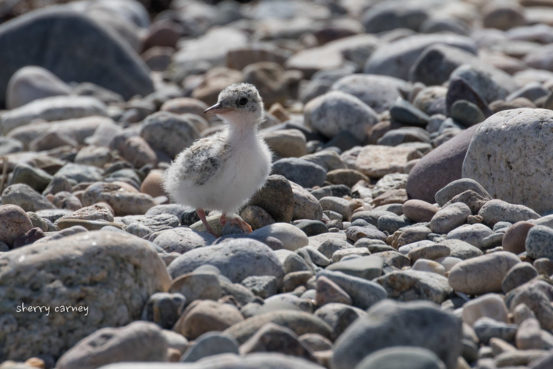 Fat baby Least Tern on the beach