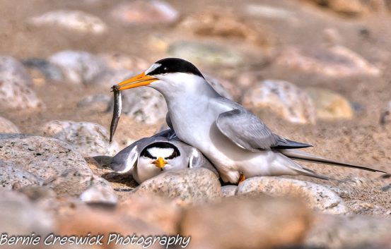 Least terns courting (one with fish)
