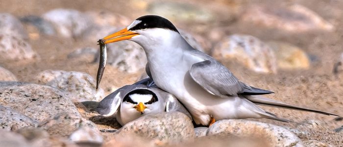 Least terns courting (one with fish)