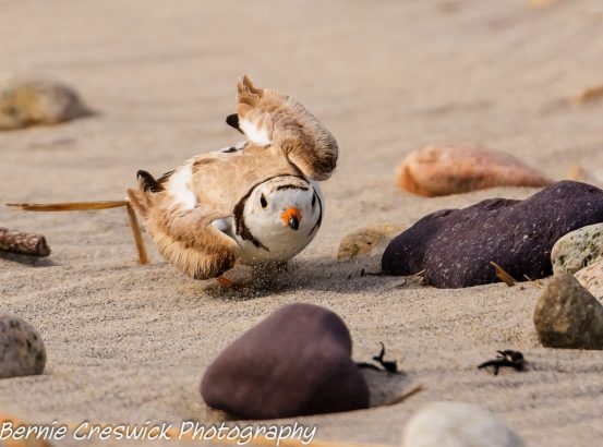 A Piping Plover does a broken-wing display to lure a potential predator from its nest. In this case, it was a bird monitor. Photo credit: Bernie Creswick