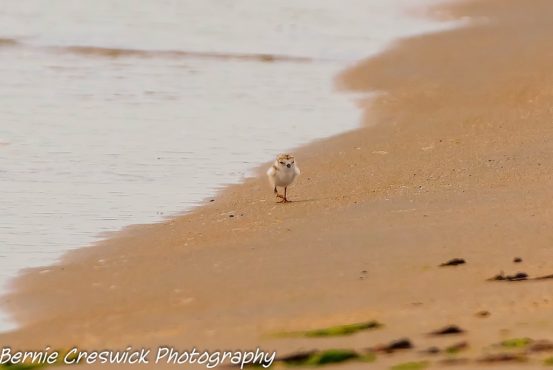 Small Piping Plover chick running along the beach