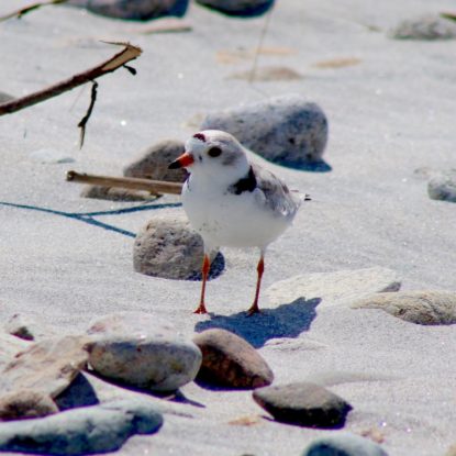 Piping Plover standing alertly on the beach