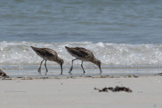 Two shorebirds feeding at ocean's edge