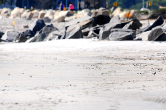 Can you find the Piping Plover chicks in this photo? Photo credit: Mac McBurney