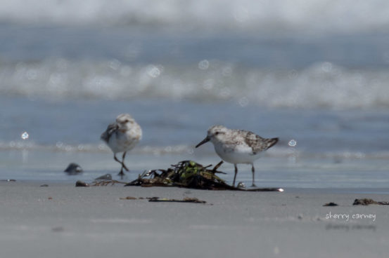 Sanderlings and other shorebirds find food in the wrack as well as under and on top of the sand. Photo credit: Sherry Carney