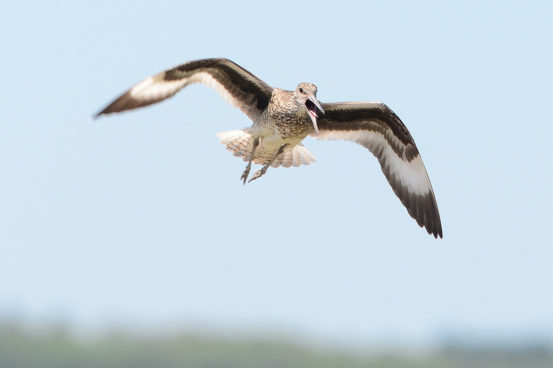 Willets have a striking wing pattern that is only noticeable when in flight. Photo credit: Mac McBurney