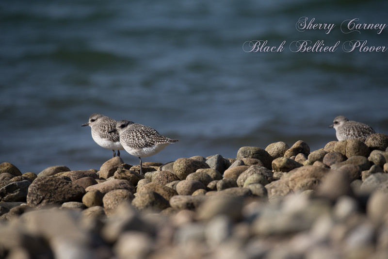 Black-bellied Plovers in their winter plumage lack the black belly.