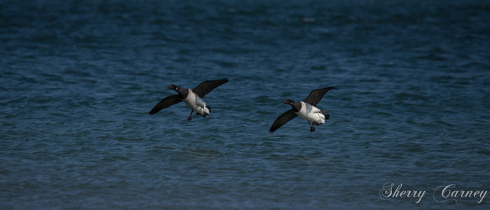 Two brant coming in for a landing