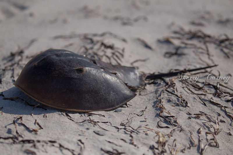 Birds aren't the only attraction on the beach. This horseshoe crab shell was a good find.