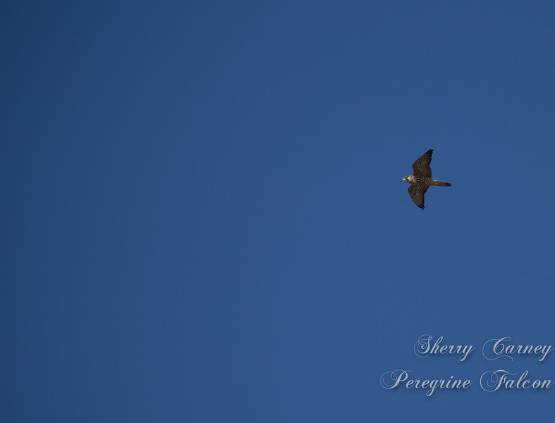 A peregrine falcom in flight