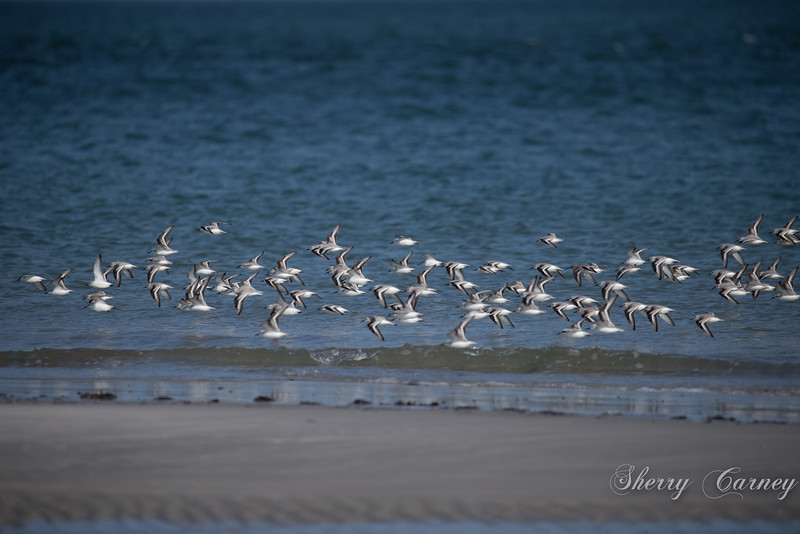 Sanderlings in flight