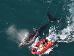 A right whale is freed from the ropes that entangle it. Photo by EcoHealth Alliance, NOAA Permit #932-1905