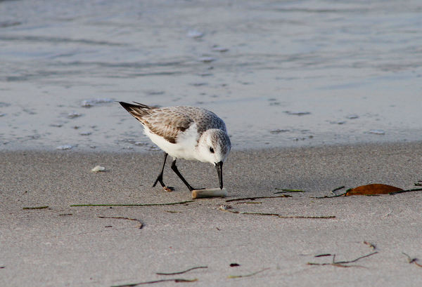 A Sanderling pecks at a cigarette butt. Photo by Ricky Wood.